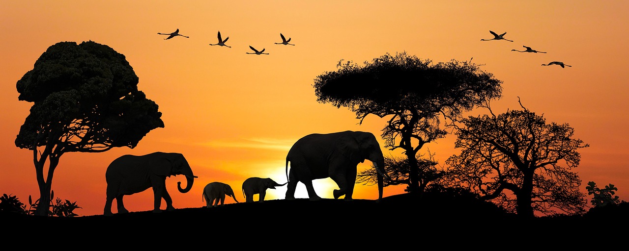 Safari gallery image